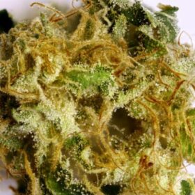 Alien cookies marijuana strain