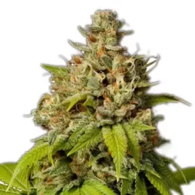 Buy Durban Poison Marijuana Strain Online