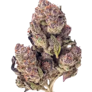 Black Cherry Soda Premium