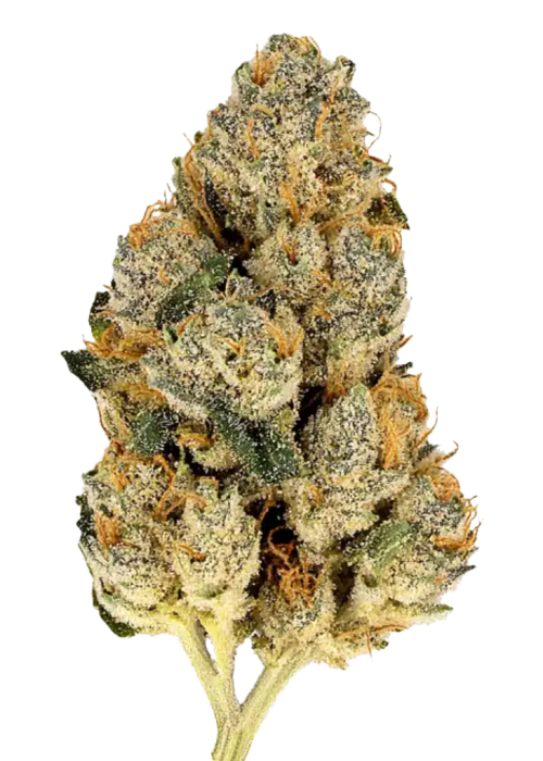 4975-skunk-1_700