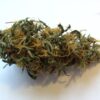 Purple Maroc (Female Seeds)
