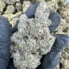 Animal Cookies