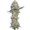 Girl Scout Cookies
