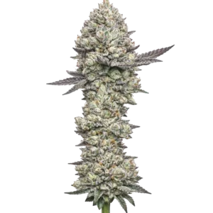 Girl Scout Cookies